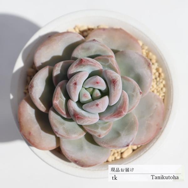 月魅大福 TK5 永遠ラベル付き エケベリア 多肉植物 7.5cmポット