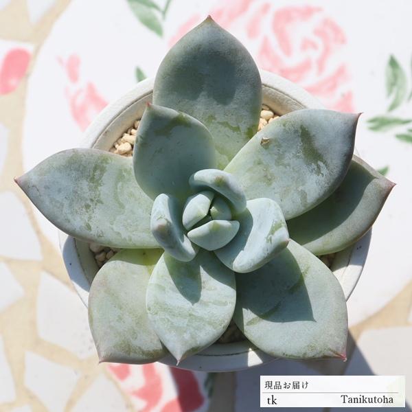 多肉植物 ハオルチア みんな探してる人気モノ 多肉植物 ハオルチア