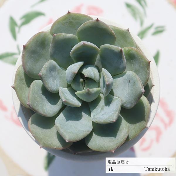 珍しい 多肉植物の人気商品 通販 価格比較 価格 Com