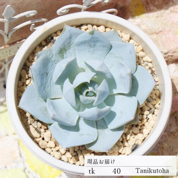 レモンローズ錦 カット苗 TK40 多肉植物 エケベリア おすすめ 特定販売 現物の仔をお届け 珍品多肉植物 珍しい多肉植物 レモンローズ錦 カット苗 TK40 多肉植物 エケベリア おすすめ 特定販売 現物の仔をお届け 珍品多肉植物 珍しい多肉植物