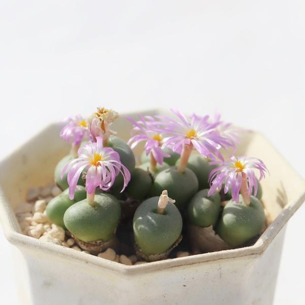 多肉植物 赤 観葉植物の人気商品 通販 価格比較 価格 Com