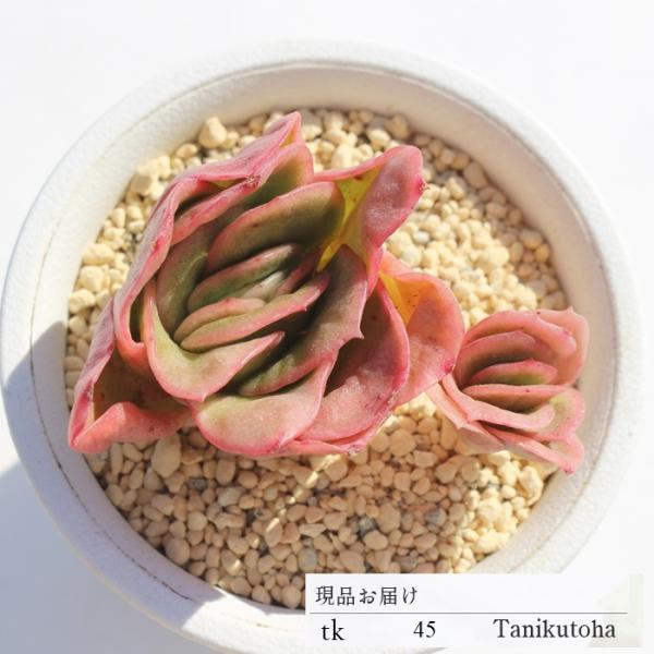 アイスローズ錦 TK45 エケベリア 7.5cmポット 多肉植物 現物の仔 アイスローズ錦 TK45 エケベリア 7.5cmポット 多肉植物 現物の仔