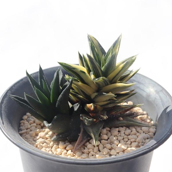 ハオルチア 五重塔 錦 多肉植物「ハオルチア・五重の塔錦（白斑）」の特徴と育て方｜【多肉