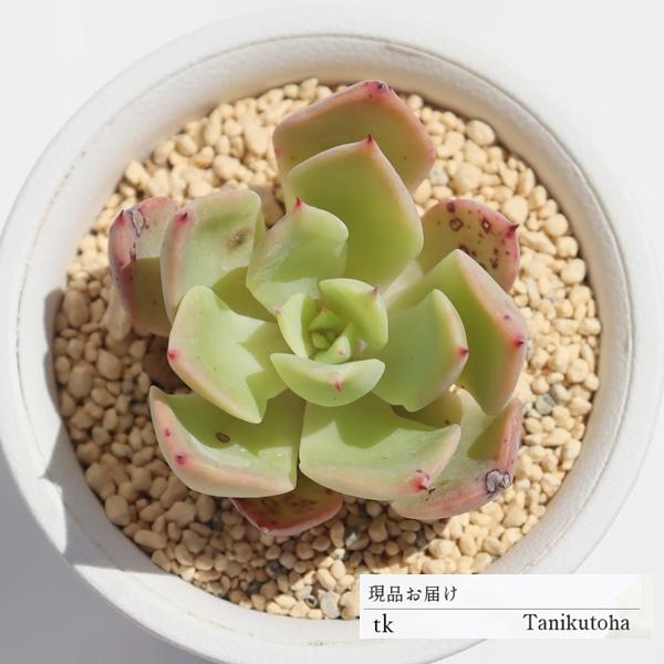 珍しい 多肉植物の人気商品 通販 価格比較 価格 Com