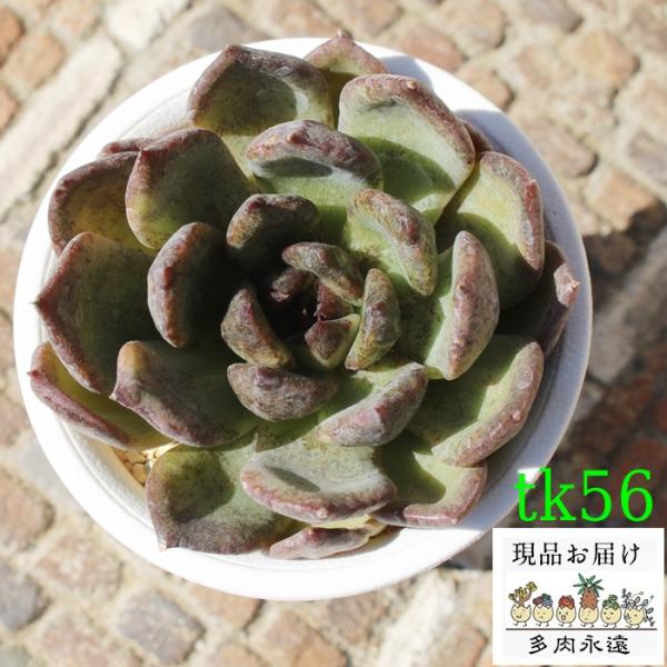 多肉植物 ハオルチア みんな探してる人気モノ 多肉植物 ハオルチア