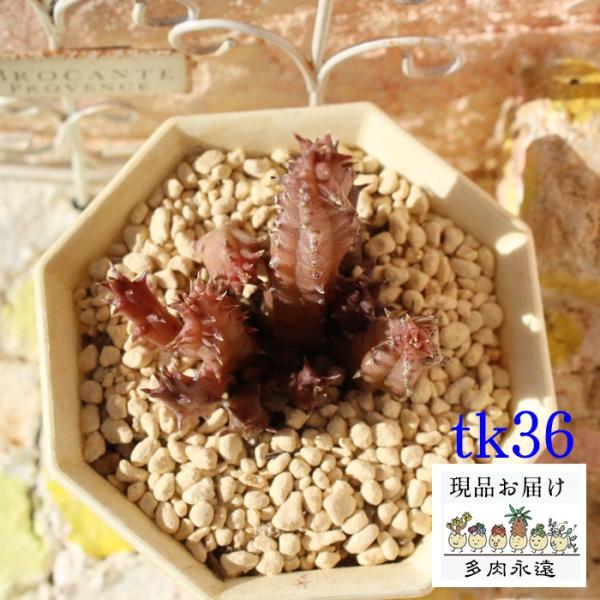 珍しい 多肉植物の人気商品 通販 価格比較 価格 Com