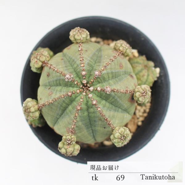 仔吹きオベサ TK69 ユーフォルビア 多肉植物 7.5cmポット 現物の仔をお