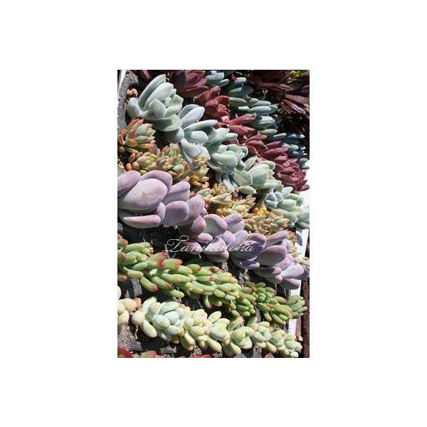 ｓサイズトレーセット128苗卸 多肉セット32種x4個 多肉植物 根付苗 フラワーアレンジ材料 多肉激安 Buyee Buyee Japanese Proxy Service Buy From Japan Bot Online