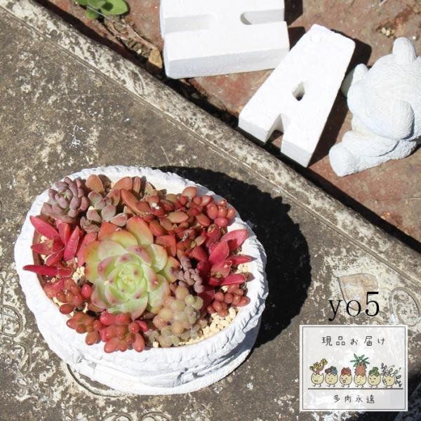 海の家寄せ植えB yo5 たにく 多肉可愛い寄せ植え 新築祝い 開店祝い