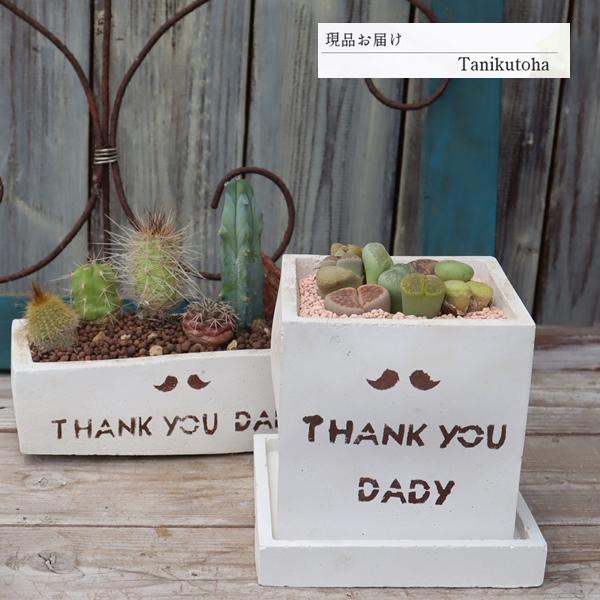 ❁サノフィ❁ ランダム配送 カット苗 寄せ植え 多肉植物 ❁サノフィ