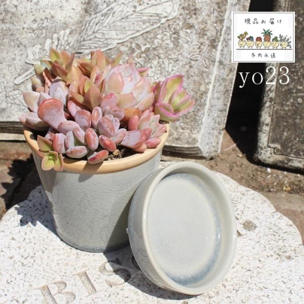 グロッシーポットの寄せ植え yo23 たにく 多肉可愛い寄せ植え 新築祝い