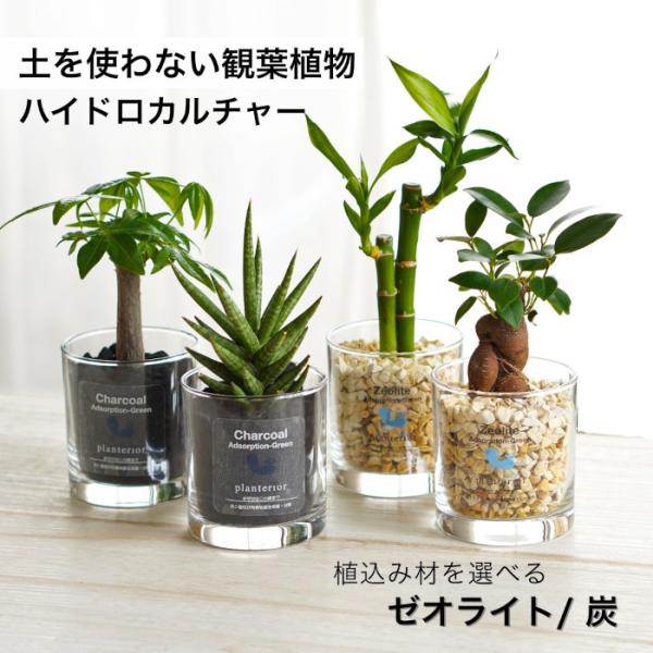 シンプルなガラスボール鉢に植込んだハイドロカルチャー観葉植物セットです。天然鉱石「ゼオライト」「炭」で植込んでおりナチュラルな風合いと、ゼオライ特有の吸着作用により水を浄化し雑菌の繁殖を抑える効果もあります。イオン交換樹脂栄養剤を入れて植え...
