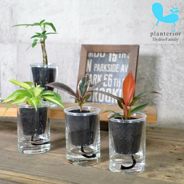 サイズ：器　W5×H10cm（植物含めたH約15cm前後） 材　質：器）ガラス黒いカラーサンド（ゼオライト）で植込んだ底面給水タイプの観葉植物セットです。   器は2重構造になっており、インナーポットを持ち上げて、外容器のガラス鉢へ水を溜め...