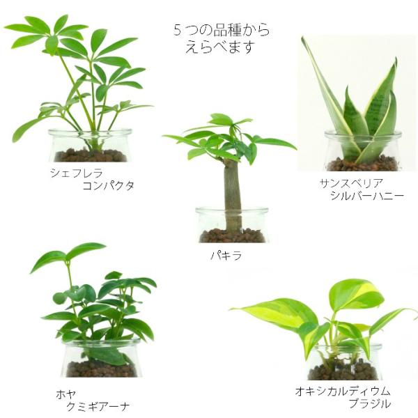 観葉植物 パキラ シェフレラ サンスベリア ほか いろいろ選べる サンドボトル ミルク 植物セット ハイドロカルチャー Buyee Buyee 提供一站式最全面最專業現地yahoo Japan拍賣代bid代拍代購服務 Bot Online