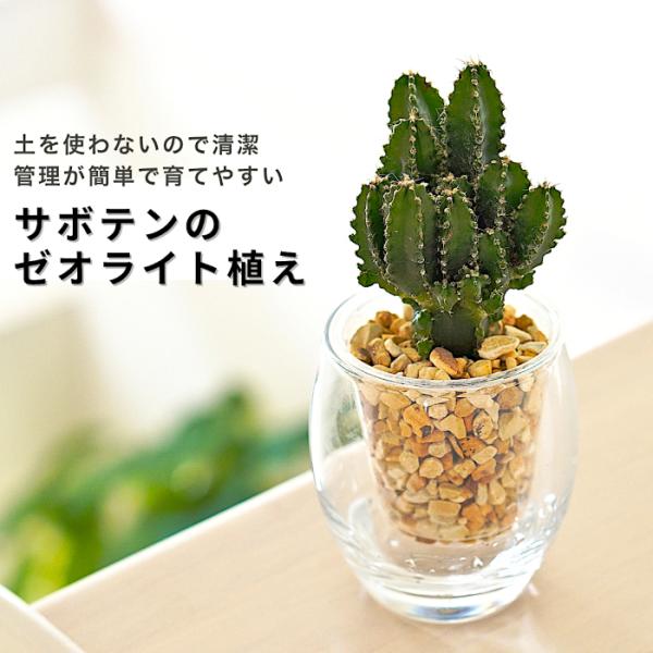 底面給水タイプの植物セットです器は2重構造になっており、インナーポットを持ち上げて、外容器のガラス鉢へ水を溜める構造になっています。目視で水の量を確認出来る為、水の管理が簡単で育て易いです。イオン交換樹脂栄養剤を入れて植え込んでいますので、...