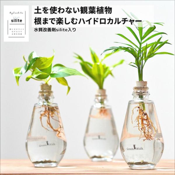 透明なガラス容器なので葉の成長と根の美しさを楽しむ事ができます。鉢底に水質改善剤シリットが入っており、銀の力で水を清潔に保ちカビや雑菌の発生を抑える効果があります。手入れも簡単で忙しい方でも手軽にインテリアグリーンを楽しめます。サイズ：（器...