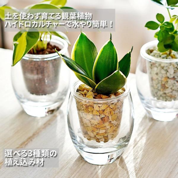 底面給水タイプの観葉植物セットです器は2重構造になっており、インナーポットを持ち上げて、外容器のガラス鉢へ水を溜める構造になっています。目視で水の量を確認出来る為、水の管理が簡単で育て易いです。イオン交換樹脂栄養剤を入れて植え込んでいますの...