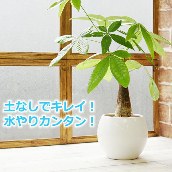 パキラのシンプルな陶器植え、ハイドロカルチャー仕様です。水管理に必要な水位計付きです。 イオン交換樹脂栄養剤を入れて植え込んでいますので、約3か月間、緩やかに肥料成分を植物に与えるとともに根腐れ予防の効果があります。サイズ：器W12×H10...