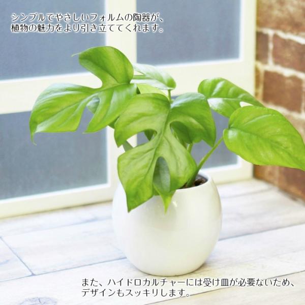 ヒメモンステラ 水やり簡単 ハイドロカルチャー 水位計つき ピュアボウルll陶器鉢セット Buyee Buyee Japanese Proxy Service Buy From Japan Bot Online