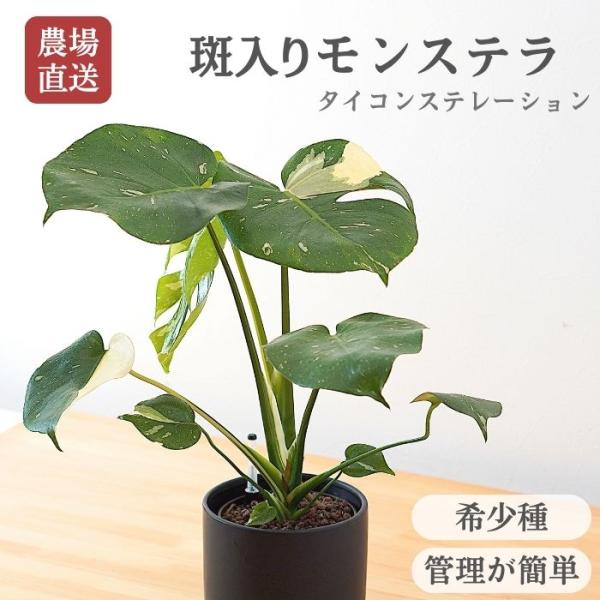 鉢色が選べるモンステラ タイコンステレーション ハイドロカルチャー仕立ての植物セットです。水管理に必要な水位計付きです。 イオン交換樹脂栄養剤を入れて植え込んでいますので、約3か月間、緩やかに肥料成分を植物に与えるとともに根腐れ予防の効果が...