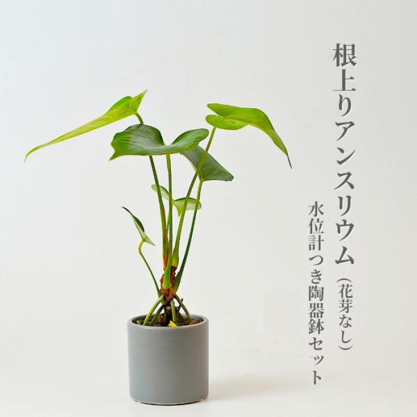 根上がりアンスリウムと陶器鉢がセットになった商品です水位計付きで水の管理が簡単ですイオン交換樹脂栄養剤を鉢底にいれていますので、約3か月間、緩やかに肥料成分を植物に与えるとともに根腐れ予防の効果がありますサイズ 器：W7.4×H7cm材質 ...