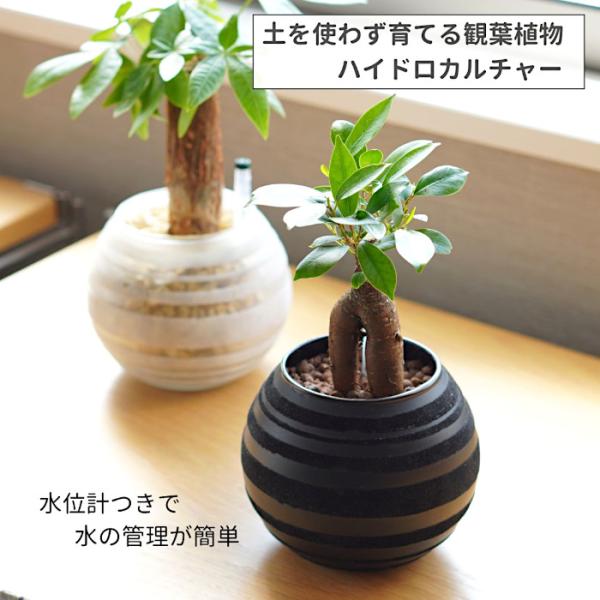 植物、鉢色が選べるハイドロカルチャー植物セットです。水管理に必要な水位計付きです。 イオン交換樹脂栄養剤を入れて植え込んでいますので、約3か月間、緩やかに肥料成分を植物に与えるとともに根腐れ予防の効果があります。サイズ：器W12×H10cm...