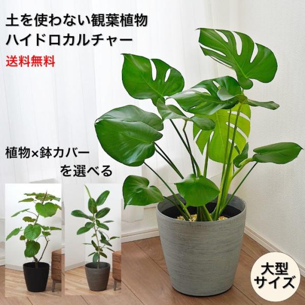 お好みの植物と鉢カバーの組み合わせを選べる大型ハイドロカルチャーの植物セットです。水やりのタイミングが一目でわかる水位計付きで管理が簡単。株元には化粧石（ゼオライト）を敷いており、ナチュラルで美しい見た目を演出。サイズ：（器）W28ｃｍ×H...