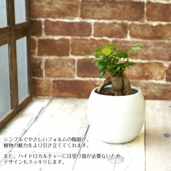 ガジュマル 多幸の木 送料込み 水やり簡単 ハイドロカルチャー 水位計つき ピュアボウルll陶器鉢セット Buyee Buyee Japanese Proxy Service Buy From Japan Bot Online