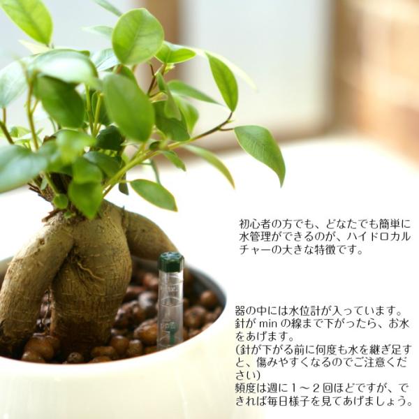 ガジュマル 多幸の木 送料込み 水やり簡単 ハイドロカルチャー 水位計つき ピュアボウルll陶器鉢セット Buyee Buyee Japanese Proxy Service Buy From Japan Bot Online