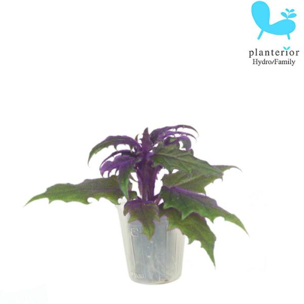 品種名：ギヌラ英　名：Gynura容　器：ポリポット植込材：オアシス／他科・属：キク科　サンシチソウ属 サイズ：ポットのサイズW4cm×H4.4cm植物サイズについては画像を参照ください。ハイドロカルチャー用の植物ですが、苔玉のアレンジ等に...