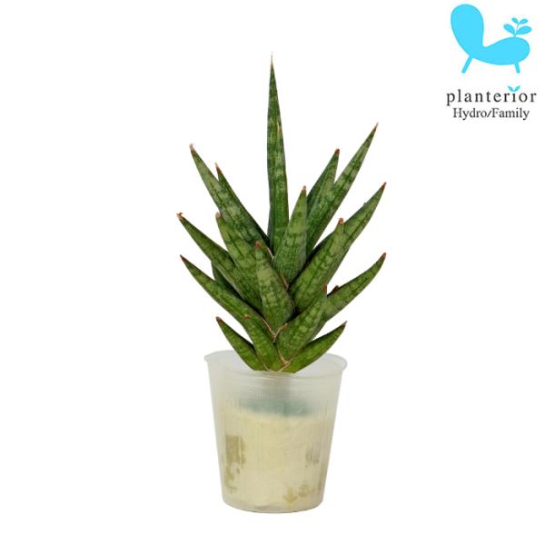 品種名：サンスベリア　フランシシー英　名：Sansevieria trifasciata　‘Francisii’容　器：ポリポット植込材：オアシス／他科・属：キジカクシ科　サンスベリア属 サイズ：ポットのサイズW4cm×H4.4cm植物サイ...