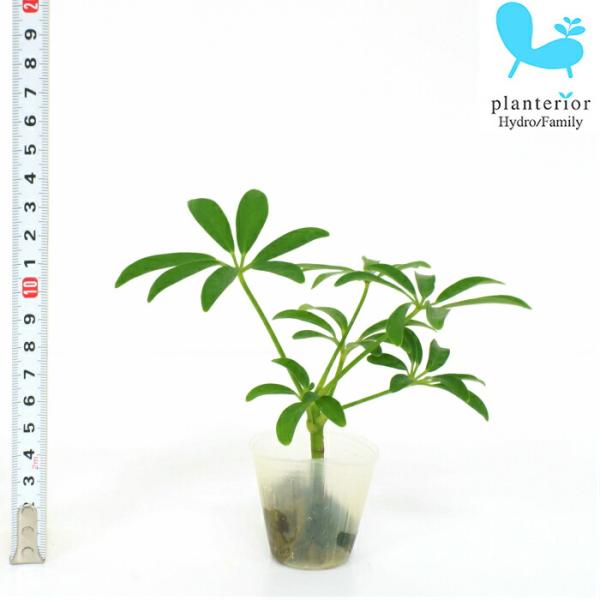 品種名：シェフレラ　コンパクタ英　名：Schefflera arboricola compacta容　器：ポリポット植込材：オアシス／他科・属：ウコギ科　シェフレラ属 サイズ：ポットのサイズW4cm×H4.4cmハイドロカルチャー用の植物で...