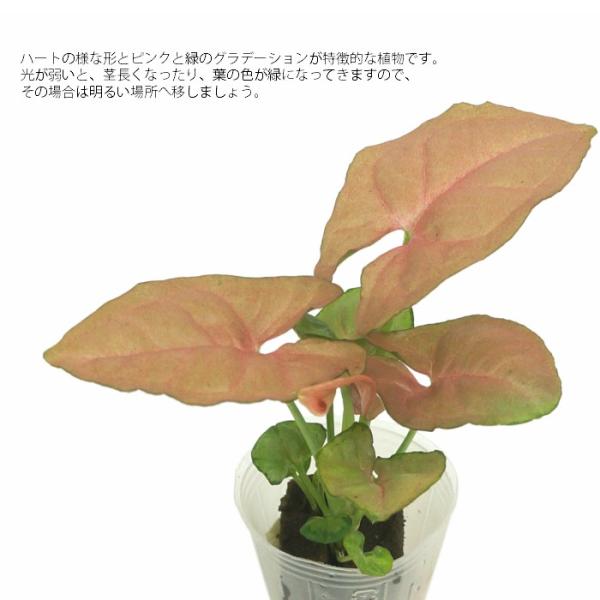 観葉植物 ハイドロカルチャー 苗 シンゴニウム ピンク プチサイズ １寸 Buyee Buyee 日本の通販商品 オークションの代理入札 代理購入
