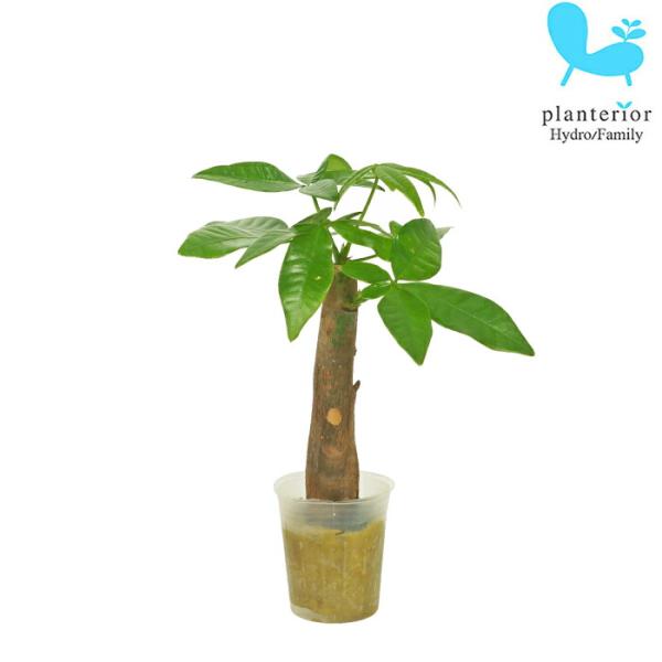 品種名：パキラ英　名：Pachira容　器：ポリポット植込材：オアシス／他科・属：パンヤ科　パキラ属 サイズ：ポットのサイズW4cm×H4.4cm植物サイズについては画像を参照ください。ハイドロカルチャー用の植物ですが、苔玉のアレンジ等にも...