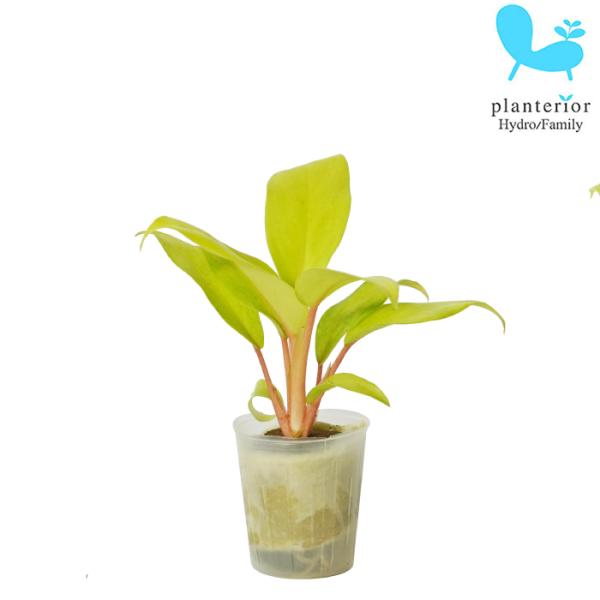 品種名：フィロデンドロン　マレービューティー英　名：Philodendron　‘Malay Beauty’容　器：ポリポット植込材：オアシス／他科・属：サトイモ科　フィロデンドロン属 サイズ：ポットのサイズW4cm×H4.4cm植物サイズに...