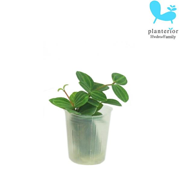 観葉植物 ハイドロカルチャー 苗 ペペロミア アングラータ プチサイズ １寸 Buyee Buyee Japanese Proxy Service Buy From Japan Bot Online