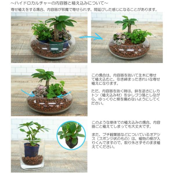 観葉植物 ハイドロカルチャー 苗 ペペロミア アングラータ プチサイズ １寸 Buyee Buyee Japanese Proxy Service Buy From Japan Bot Online