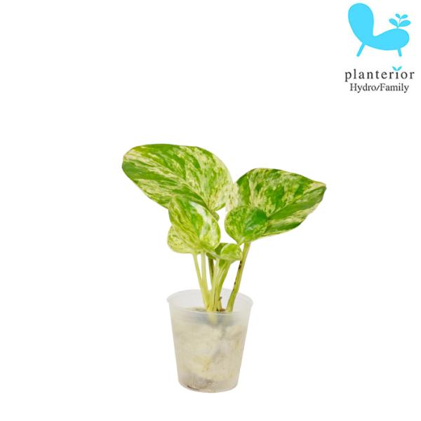 品種名：ポトス　マーブル英　名：Epipremnum aureum ‘Marbleqween’容　器：ポリポット植込材：オアシス／他科・属：サトイモ科　エピプレムヌム属 サイズ：ポットのサイズW4cm×H4.4cm植物サイズについては画像を...