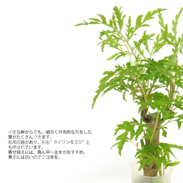 観葉植物 ハイドロカルチャー 苗 ポリシャス フィリシフォリア プチサイズ １寸 /【Buyee】 