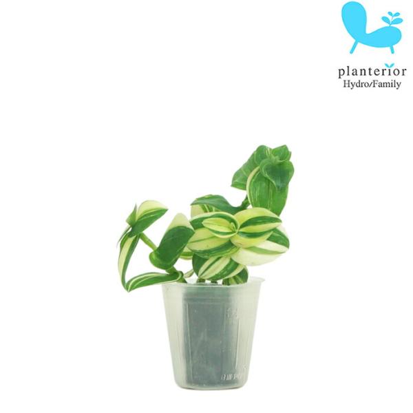 品種名：トラディスカンチア　バリエガータ英　名：Tradescantia fluminensis 'Variegata'容　器：ポリポット植込材：オアシス／他科・属：ツユクサ科　トラディスカンチア属サイズ：ポットのサイズW4cm×H4.4ｃ...