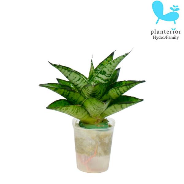 品種名：サンスベリア　パゴダ英　名：Sansevieria 'Pagoda'容　器：ポリポット植込材：オアシス／他科・属：リュウゼツラン科　サンスベリア属 サイズ：ポットのサイズW4cm×H4.4cm植物サイズについては画像を参照ください。...