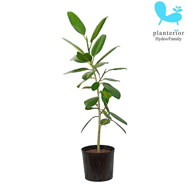 観葉植物 ハイドロカルチャー 苗 フィカス ベンガレンシス ゴムの木 22