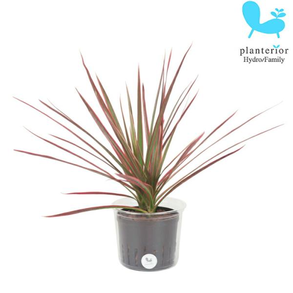 観葉植物 ハイドロカルチャー 苗 コンシンネ レインボー Lサイズ 9パイ 3寸 Buyee Servis Zakupok Tretim Licom Buyee Pokupajte Iz Yaponii