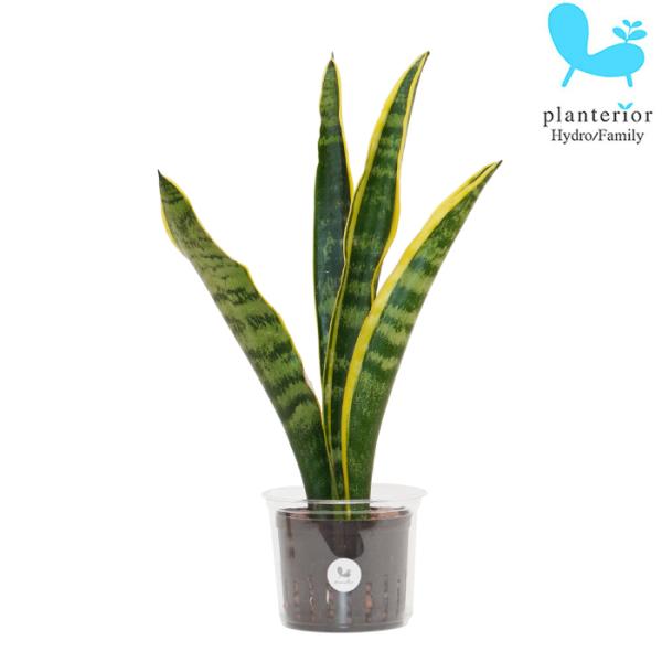 品種名：サンスベリア　ローレンチー英　名：Sansevieria trifasciata　‘Laurentii’容　器：プラスチック植込材：レカトン科・属：リュウゼツラン科　サンスベリア属サイズ：内容器（茶）サイズ：W8.5cm×H7ｃｍ植...