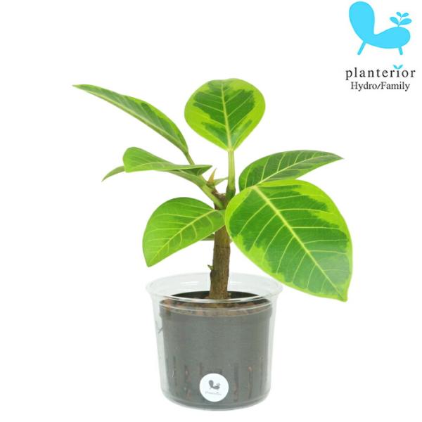 品種名：フィカス　アルテシマ 英　名：Ficus Altissima科・属：クワ科　フィカス属容　器：プラスチック植込材：レカトンサイズ：内容器（茶）サイズ：W8.5cm×H7ｃｍ植物サイズについては画像を参照ください。画像はおよその目安に...