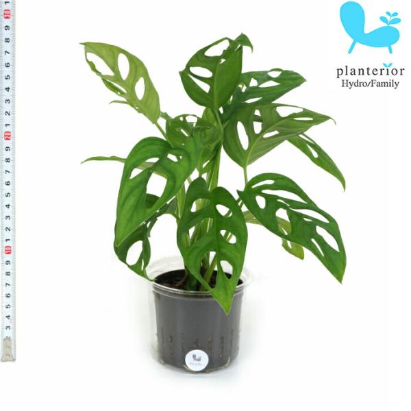 観葉植物 ハイドロカルチャー 苗 マドカズラ Lサイズ 9パイ 3寸 Buyee Buyee Japanese Proxy Service Buy From Japan Bot Online
