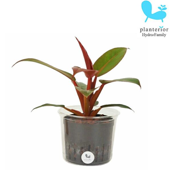 品種名：フィロデンドロン　サンレッド英　名：Philodendron　‘Sun Red’容　器：プラスチック植込材：レカトン科・属：サトイモ科　フィロデンドロン属サイズ：内容器（茶）サイズ：W8.5cm×H7ｃｍ植物サイズについては画像を参...