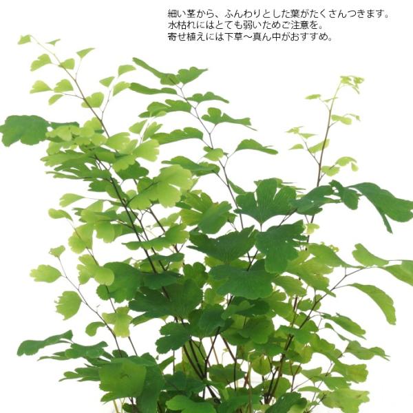 観葉植物 ハイドロカルチャー 苗 アジアンタム ｍサイズ 6パイ 2寸 Buyee Buyee 提供一站式最全面最专业现地yahoo Japan拍卖代bid代拍代购服务 Bot Online