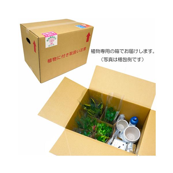 観葉植物 ハイドロカルチャー 苗 サンスベリア ハニーボニー ｍサイズ 6パイ 2寸 Buyee Buyee 日本の通販商品 オークションの代理入札 代理購入