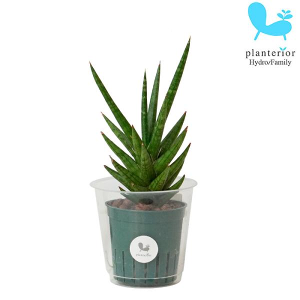 品種名：サンスベリア　フランシシー英　名：Sansevieria trifasciata　‘Francisii’容　器：プラスチック植込材：レカトン  科・属：キジカクシ科　チトセラン属サイズ：鉢サイズ：W6.2cm×H5.5cm植物サイズ...